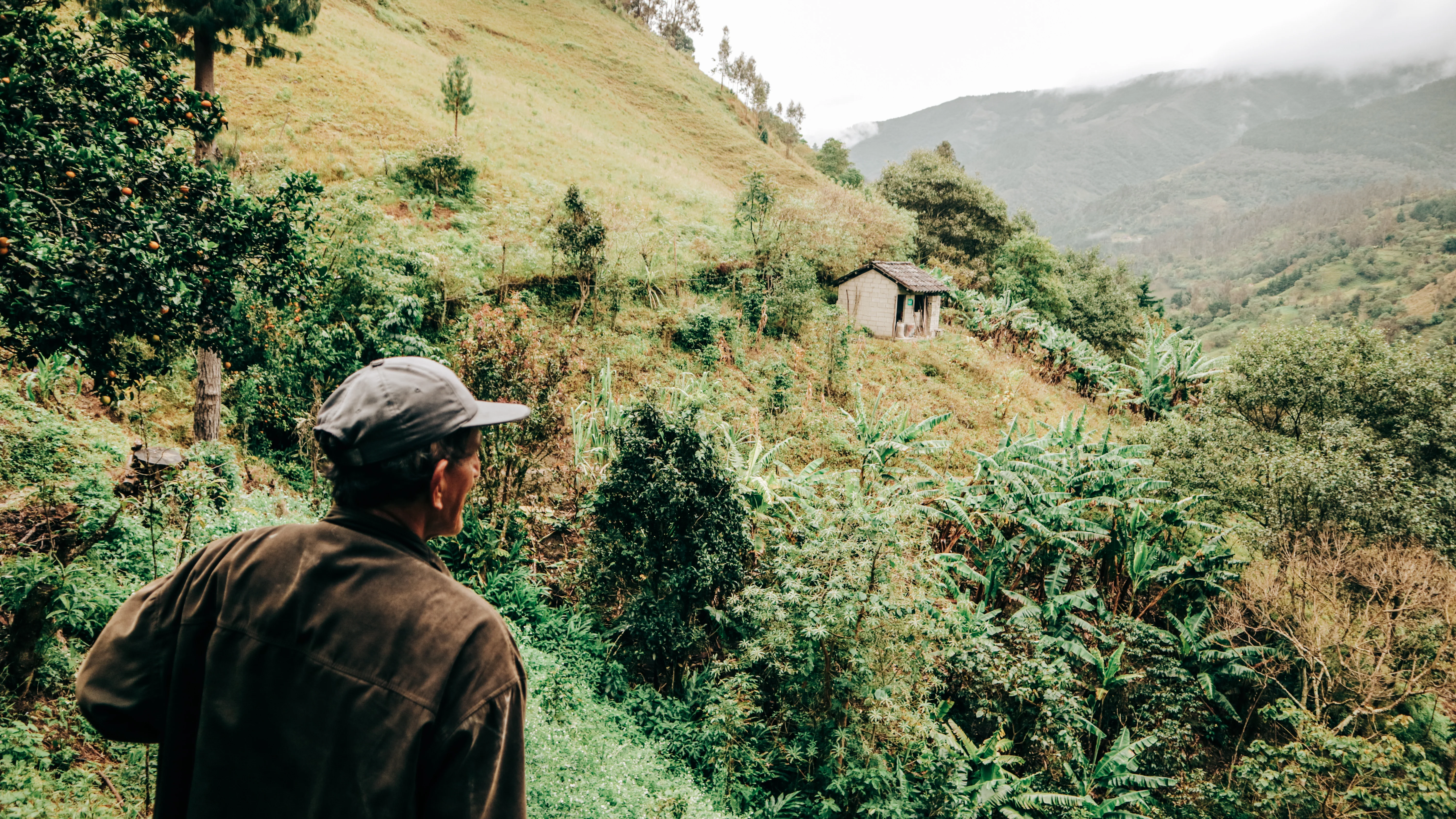 Wholesale Green Coffee Beans UK – Premium Green Coffee Beans