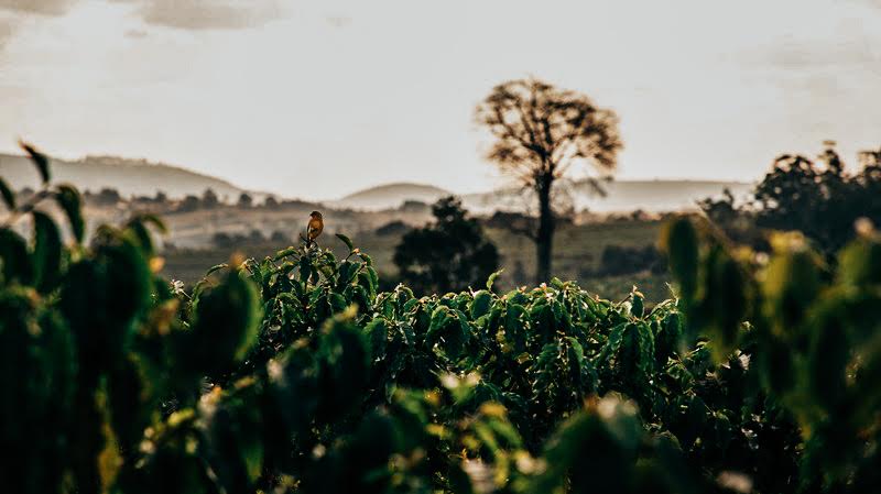 Green Coffee Beans for Stovetop Brewing