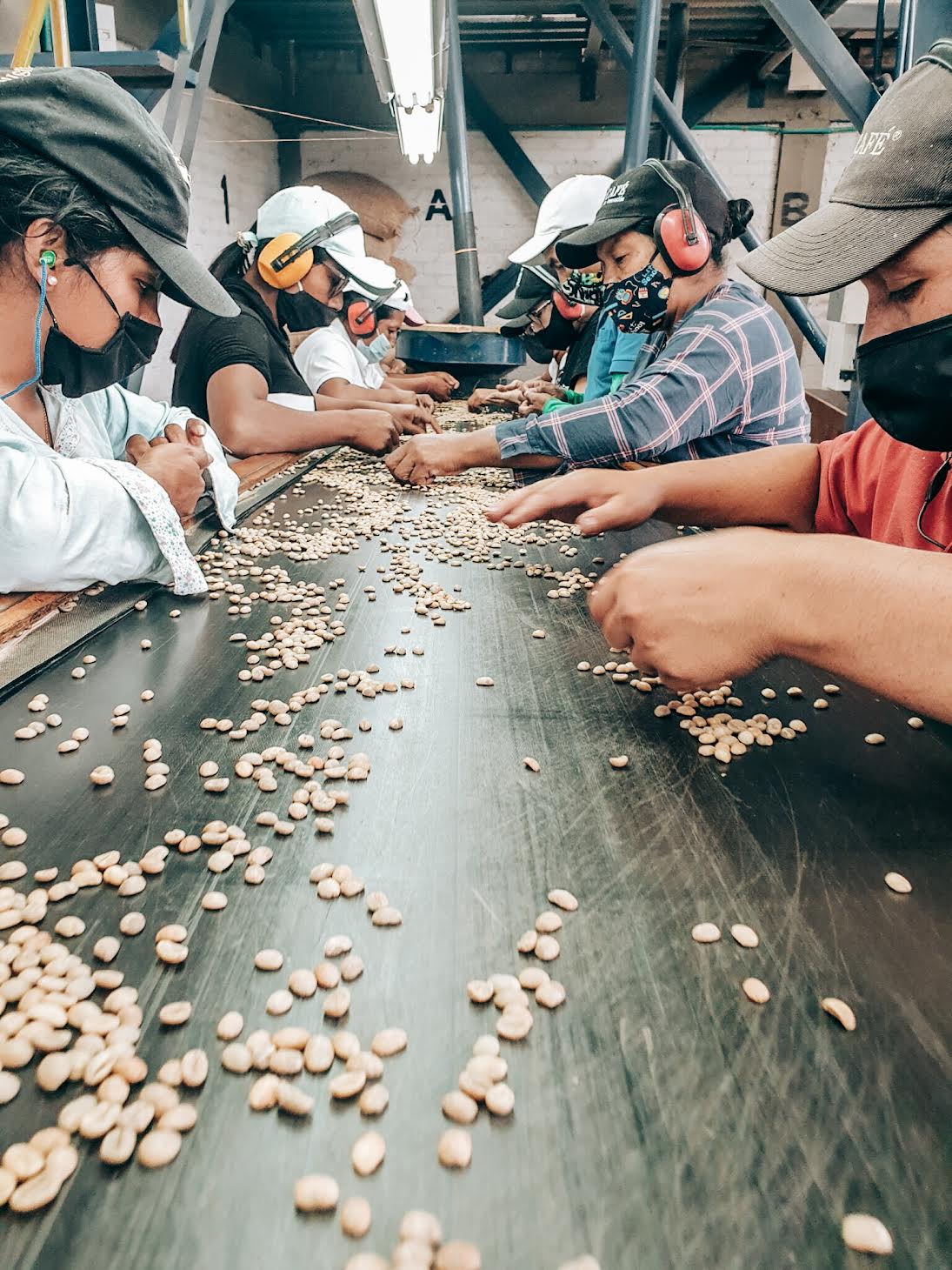 Hottop Green Coffee Beans For Roasting